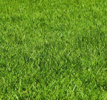 Eine Nahaufnahme eines üppigen, grünen Rasens, dessen Grashalme den Boden dicht bedecken. Bei natürlichem Tageslicht wirkt das Gras gesund und lebendig.
