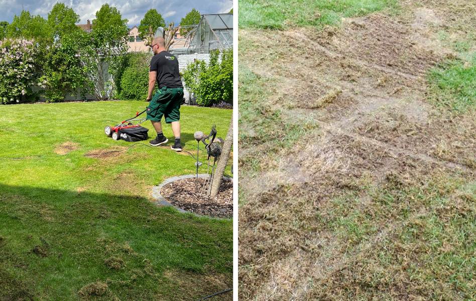 Rasen wird vertikutiert und geschwächter Rasen nach dem Vertikutieren