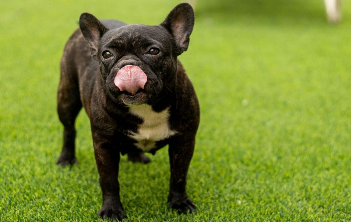 Hund auf dem Rasen