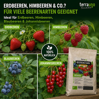 Eine Anzeige zeigt einen Sack „TerraUno Beerenstark – Bio-Beerdünger“ mit Erdbeeren, Himbeeren, Heidelbeeren und roten Johannisbeeren und hebt dabei die kaliumreiche Rezeptur für Beerenpflanzen sowie einen deutschen Text hervor, in dem verschiedene Beerenarten aufgeführt sind.