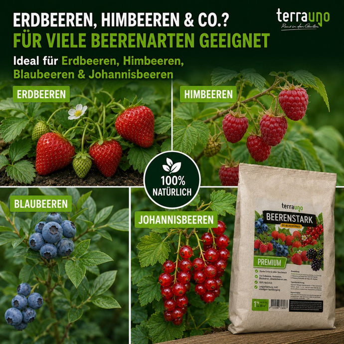 Eine Anzeige zeigt einen Sack „TerraUno Beerenstark – Bio-Beerdünger“ mit Erdbeeren, Himbeeren, Heidelbeeren und roten Johannisbeeren und hebt dabei die kaliumreiche Rezeptur für Beerenpflanzen sowie einen deutschen Text hervor, in dem verschiedene Beerenarten aufgeführt sind.