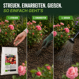 Das dreiteilige Bild zeigt: 1 das Ausstreuen von „TerraUno Rosenglück – Bio-Rosendünger“ mit der Hand in der Nähe eines Rosenbusches, 2 das Einarbeiten in den Boden mit einem Handrechen und 3 das Gießen. Der Düngerbeutel ist links zu sehen.