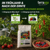 Eine Gartenszene mit Erdbeer- und Johannisbeersträuchern, einer Gießkanne und einem Beutel „TerraUno Beerenstark – Bio-Beeren-Dünger“. Die Abbildung zeigt einen kaliumreichen Beeren-Dünger für Beerenpflanzen im März/April und nach der Ernte, um ein kräftiges Wachstum der Beeren zu fördern.