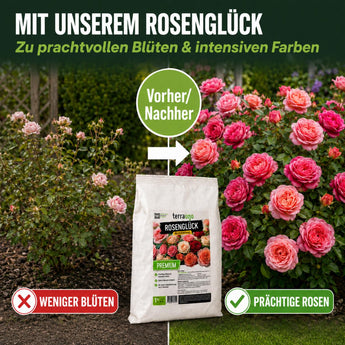 Eine Gartenszene zeigt einen Vergleich zwischen Rosensträuchern: links weniger Blüten, rechts üppige Rosen. Im Vordergrund steht ein Sack „TerraUno Rosenglück – Bio-Rosendünger“. Der Text hebt die beeindruckenden Vorher-Nachher-Ergebnisse hervor.