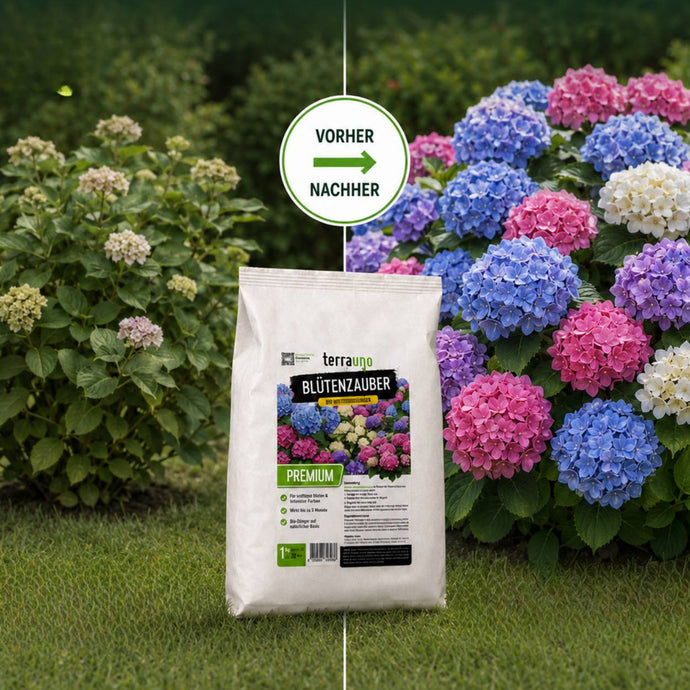 Ein Rasen ist in zwei Bereiche unterteilt: links stehen Hortensiensträucher mit matten Blüten, rechts leuchtend rosa, blaue und violette Blüten. Davor steht ein Sack TerraUno Blütenzauber-Dünger.