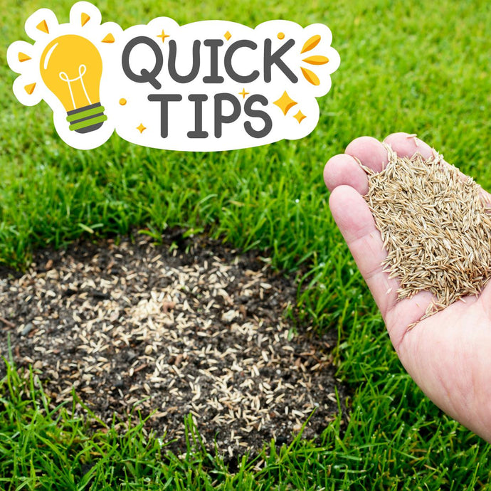 Eine Hand, die Grassamen über eine kahle Stelle auf einer Wiese hält, mit der Aufschrift Quick Tips und einer Glühbirnengrafik in der Ecke.
