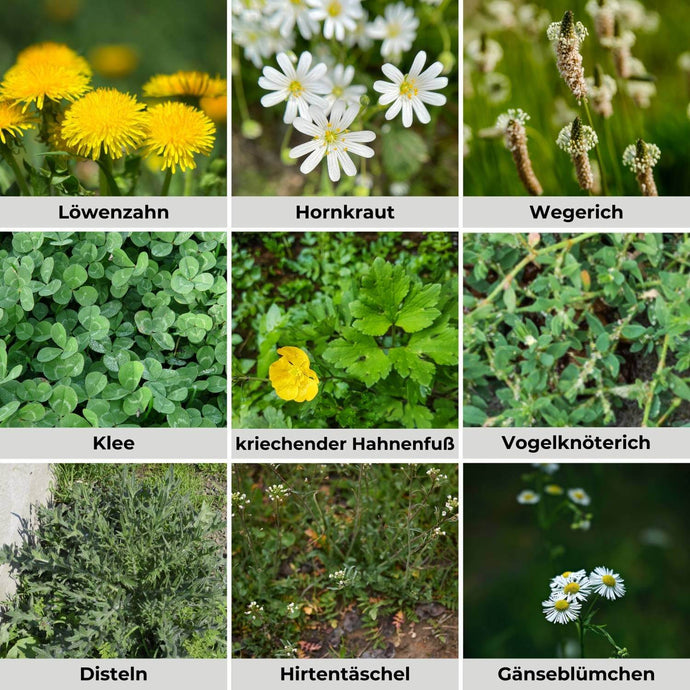 Ein Raster aus neun Bildern zeigt verschiedene Wildpflanzen: Löwenzahn, Vogelmiere, Wegerich, Klee, Hahnenfuß, Knöterich, Distel, Hirtentäschel und Gänseblümchen, die jeweils mit ihrem deutschen Namen versehen sind.