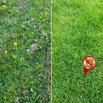 Vergleich zweier Rasenflächen nebeneinander: Auf der linken Seite ist das Gras lückenhaft mit Löwenzahn und kleinen weißen Blüten, auf der rechten Seite ist das Gras dicht und gleichmäßig und ein Schild mit einem durchgestrichenen Löwenzahn zu sehen.