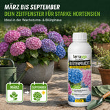 Blütenpracht Düngezeitraum März bis September für starke Hortensien