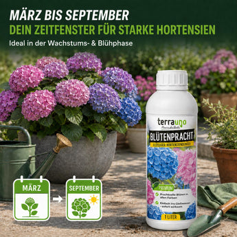 Blütenpracht Düngezeitraum März bis September für starke Hortensien