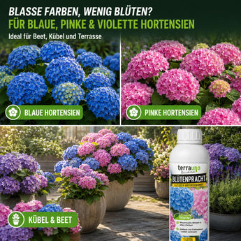 Blütenpracht für blaue, pinke und violette Hortensien in Beet, Kübel und Terrasse