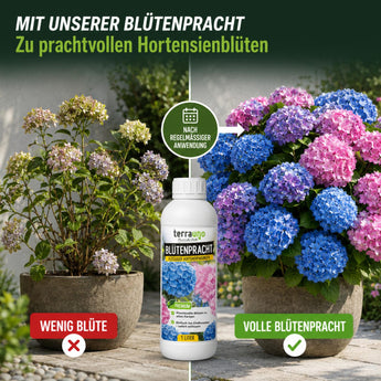 Blütenpracht Hortensiendünger für prachtvolle Blüten – Vorher-Nachher Vergleich