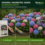 Anwendung Blütenzauber in 3 Schritten: Dosieren mit 50–60 g/m², leicht einarbeiten, anschließend gießen