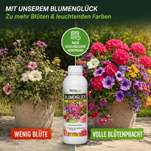 Blumenglück Blumendünger sorgt für mehr Blüten und leuchtende Farben – Vorher-Nachher