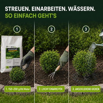 Dreistufige Anleitung zur Düngung von Sträuchern: 1 Streuen Sie „TerraUno Heckenstark Hecken-, Strauch-  Koniferendünger“ um den Strauch herum aus, 2 arbeiten Sie den Dünger mit einem Handrechen in den Boden ein, 3 gießen Sie den Strauch gründlich mit einer Gießkanne.