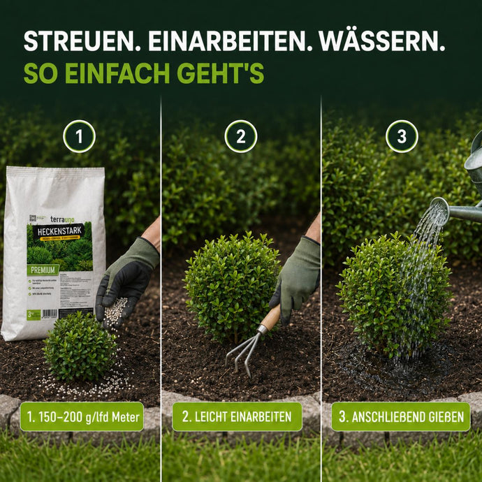 Dreistufige Anleitung zur Düngung von Sträuchern: 1 Streuen Sie „TerraUno Heckenstark Hecken-, Strauch-  Koniferendünger“ um den Strauch herum aus, 2 arbeiten Sie den Dünger mit einem Handrechen in den Boden ein, 3 gießen Sie den Strauch gründlich mit einer Gießkanne.