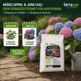 Düngezeitpunkt Hortensien: 1. Düngung im Frühjahr März/April, 2. Düngung im Sommer Juni/Juli