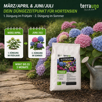 Düngezeitpunkt Hortensien: 1. Düngung im Frühjahr März/April, 2. Düngung im Sommer Juni/Juli