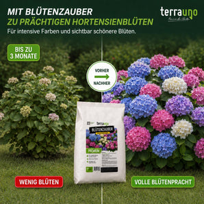 Hortensien Vorher-Nachher: Wenig Blüten vs. volle Blütenpracht durch TerraUno Blütenzauber BIO-Dünger