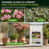 Mittelmeertraum – ideal für mediterrane Pflanzen: Oleander, Oliven, Zitrus, Lavendel und mehr