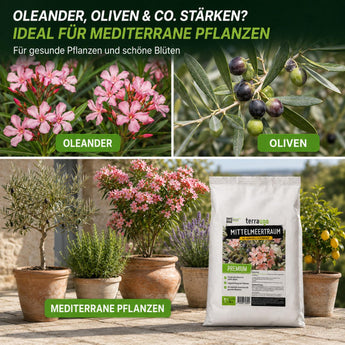Mittelmeertraum – ideal für mediterrane Pflanzen: Oleander, Oliven, Zitrus, Lavendel und mehr
