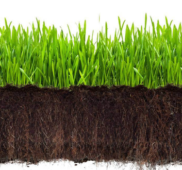 Ein Querschnitt durch gesundes grünes Gras, das über dunkler Erde wächst, mit sichtbaren Graswurzeln, die tief in die Erde reichen. Der Hintergrund ist weiß.