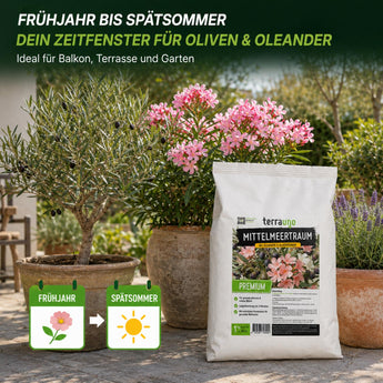 Anwendungszeitraum Mittelmeertraum: Düngung von Frühjahr bis Spätsommer für Oliven und Oleander