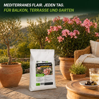 Mediterranes Flair auf der Terrasse mit gesunden Oliven- und Oleanderpflanzen – TerraUno Mittelmeertraum