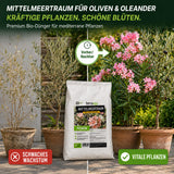 Oleander Vorher-Nachher: Schwaches Wachstum vs. vitale Pflanzen mit kräftiger Blüte durch Mittelmeertraum BIO-Dünger
