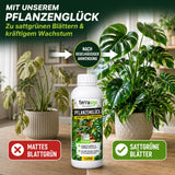 Pflanzenglück Grünpflanzendünger für sattgrüne Blätter und kräftiges Wachstum – Vorher-Nachher