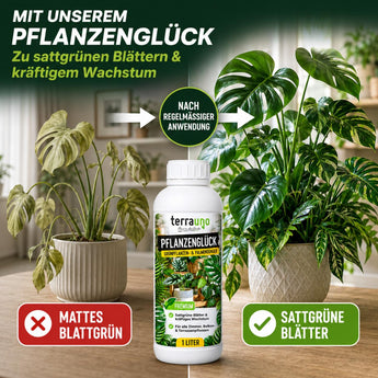 Pflanzenglück Grünpflanzendünger für sattgrüne Blätter und kräftiges Wachstum – Vorher-Nachher