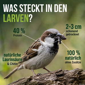 Spatz mit getrockneten Soldatenfliegenlarven im Schnabel – 40 % Protein, schonend getrocknet, ohne Zusätze