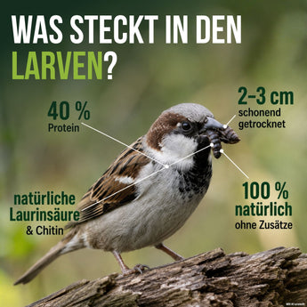 Spatz mit getrockneten Soldatenfliegenlarven im Schnabel – 40 % Protein, schonend getrocknet, ohne Zusätze