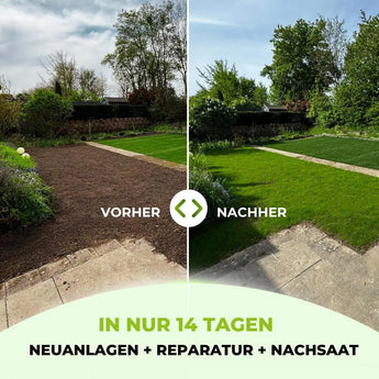 Split-view-Foto zeigt beeindruckende 14-Tage-Rasenverwandlung mit TerraUno Rasensamen - Nachsaat, Reparatur und Neuanlage in RSM-Qualität. Ideal zur Erneuerung, Neuverlegung und schnellen Begrünung von kahlen Flächen.