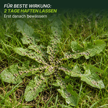 Eine Nahaufnahme eines mit „TerraUno Unkrautvernichter mit Rasendünger – Angebot“ behandelten Unkrauts auf einer Rasenfläche. Der deutsche Text empfiehlt, für beste Ergebnisse „TerraUno Unkrautvernichter mit Rasendünger – Angebot“ zu verwenden und das Produkt zwei Tage einwirken zu lassen, bevor gewässert wird – so bleibt Ihr Rasen in 14 Tagen unkrautfrei.