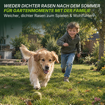 Ein kleiner Junge rennt einem Golden Retriever hinterher, der auf einem saftig grünen Rasen in einem sonnigen Garten mit einem Tennisball spielt. Der Rasen wurde gerade mit TerraUno Rasenretter  Vertikutiermix aufgefrischt; im Hintergrund sind Bäume und ein Schuppen zu sehen.