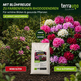 Rhododendron Vorher-Nachher: Wenig Blüten vs. volle Blütenpracht durch TerraUno Blühfreude BIO-Dünger