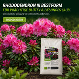 Blühfreude für farbenfrohe Rhododendren – Rosa, Pink, Weiß und Lila durch optimale Nährstoffversorgung