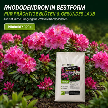 Blühfreude für farbenfrohe Rhododendren – Rosa, Pink, Weiß und Lila durch optimale Nährstoffversorgung