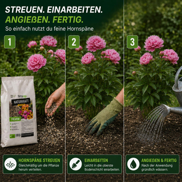 Anwendung der TerraUno Bio Hornspäne in 3 Schritten: streuen, einarbeiten, angießen