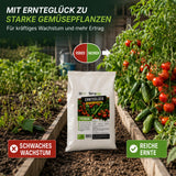 Düngezeitfenster für Tomaten- und Gemüsepflanzen: März bis August mit dem TerraUno Ernteglück