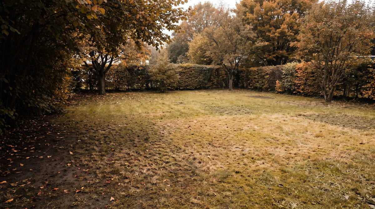 Rasenfläche im Frühherbst nach dem Hitzesommer, vergilbt und lückig