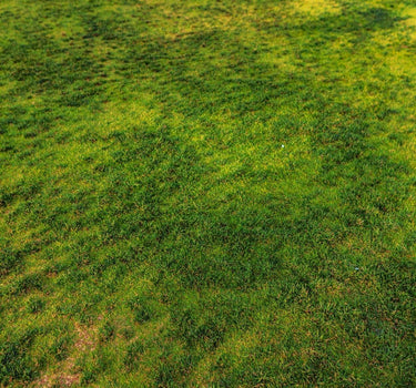 Ein Stück grünes Gras mit einigen unebenen, spärlichen Bereichen und Flecken freiliegender Erde, die im natürlichen Sonnenlicht unterschiedliche Grün- und Brauntöne aufweisen.